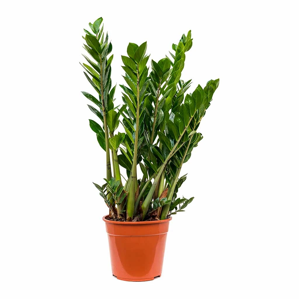 Zamioculcas Zamiifolia - ZZ Plant 19 Zamioculcas Zamiifolia - ZZ Plant - Image 19
