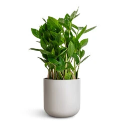 Lisbon Plant Pot - Light Grey 14 Lisbon Plant Pot - Light Grey -HORTOLOGY Plants Sale Zamioculcas zamiifolia ZZ Plant 14x40cm Lisbon Plant Pot Light Grey 15x15cm