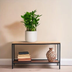 Zamioculcas Zamiifolia - ZZ Plant 22 Zamioculcas Zamiifolia - ZZ Plant -HORTOLOGY Plants Sale Zamioculcas zamiifolia ZZ Plant 14x40cm Lisbon Plant Pot Light Grey 15x15cm f37a96e2 74fe 4be8 9c0e e4d591cdf20d