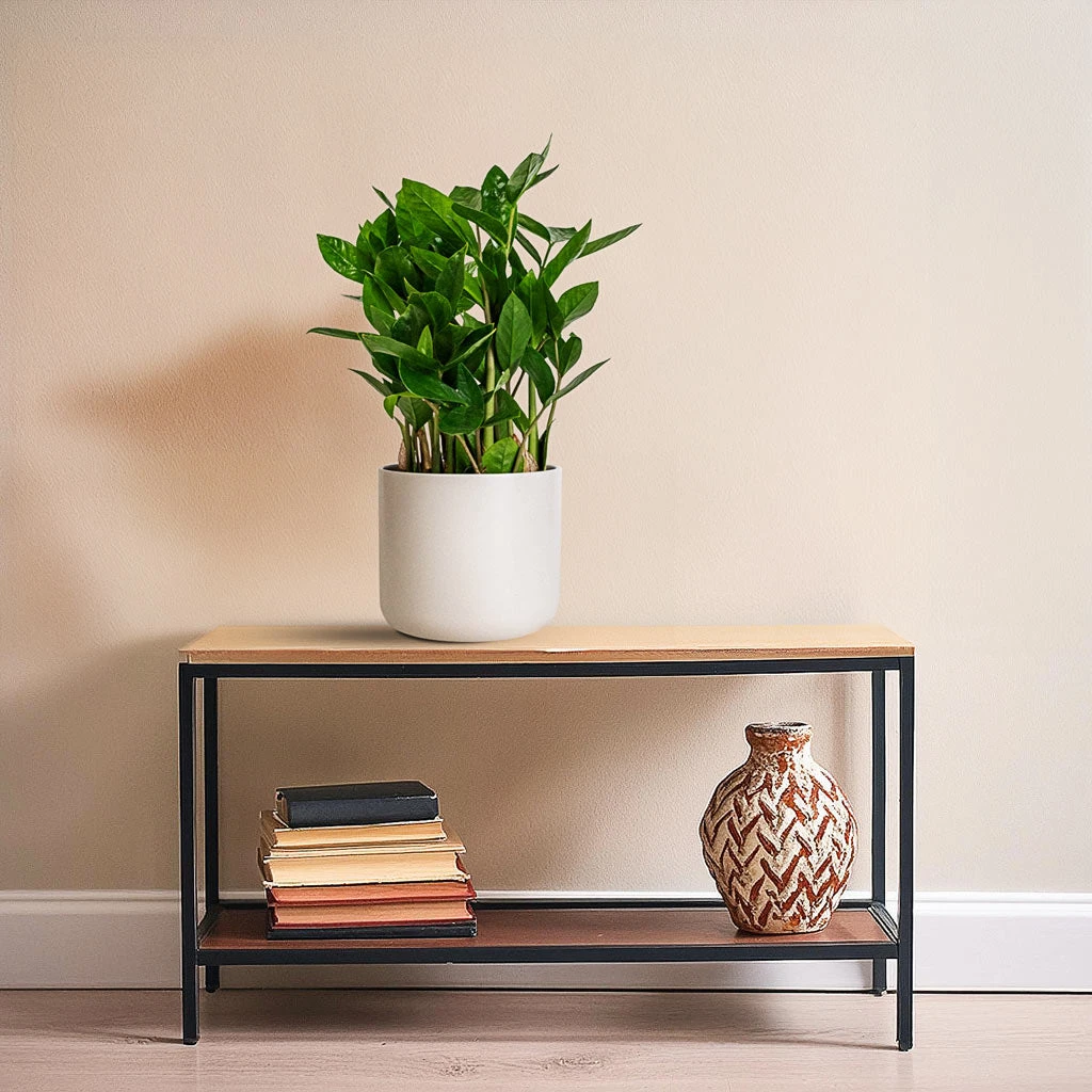 Zamioculcas Zamiifolia - ZZ Plant 3 Zamioculcas Zamiifolia - ZZ Plant - Image 3