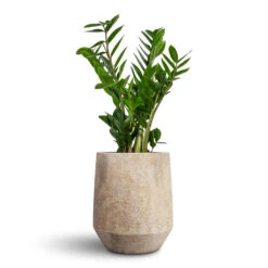 Zamioculcas Zamiifolia - ZZ Plant 27 Zamioculcas Zamiifolia - ZZ Plant -HORTOLOGY Plants Sale Zamioculcas zamiifolia ZZ Plant 17x65cm Harith High Mineral Planter Travertine 28x33cm