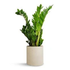 Zamioculcas Zamiifolia - ZZ Plant 39 Zamioculcas Zamiifolia - ZZ Plant -HORTOLOGY Plants Sale Zamioculcas zamiifolia ZZ Plant 17x65cm Puk Refined Planter Natural White 20x20cm