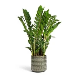 Zamioculcas Zamiifolia - ZZ Plant 34 Zamioculcas Zamiifolia - ZZ Plant -HORTOLOGY Plants Sale Zamioculcas zamiifolia ZZ Plant 17x65cm Stian Plant Pot Moss Green 21x20cm dcf78df2 d56f 419a 96e0 a89f452e8aa1