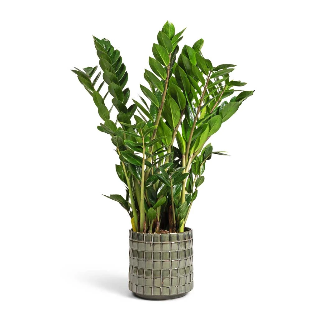 Zamioculcas Zamiifolia - ZZ Plant 15 Zamioculcas Zamiifolia - ZZ Plant - Image 15