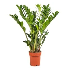 Zamioculcas Zamiifolia - ZZ Plant 32 Zamioculcas Zamiifolia - ZZ Plant -HORTOLOGY Plants Sale Zamioculcas zamiifolia ZZ Plant 17x65cm 92d8934c db31 4151 b436 0c09401ebf11