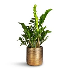 Solis Embossed Plant Pot - Gold -HORTOLOGY Plants Sale Zamioculcas zamiifolia ZZ Plant 21x80cm Solis Embossed Plant Pot Gold 25x25cm 7539f515 6012 4e89 a7cf fda3ef5c4885