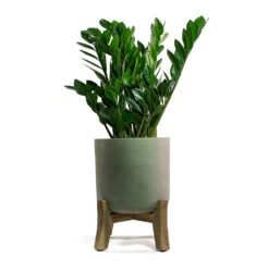 Charlie Plant Pot - Low Stand - Grey Washed 14 Charlie Plant Pot - Low Stand - Grey Washed -HORTOLOGY Plants Sale Zamioculcas zamiifolia ZZ Plant Charlie Plant Pot Low Stand Grey Washed