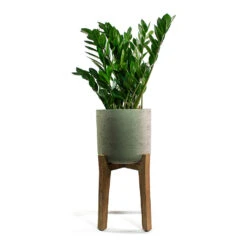 Charlie Plant Pot - Tall Stand - Grey Washed -HORTOLOGY Plants Sale Zamioculcas zamiifolia ZZ Plant Patt Plant Pot Low Stand Black Washed