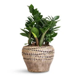 Deb Plant Pot - Aubergine 17 Deb Plant Pot - Aubergine -HORTOLOGY Plants Sale Zamioculcas zamiifolia Zenzi 14x45cm Deb Pot Aubergine 20x15cm