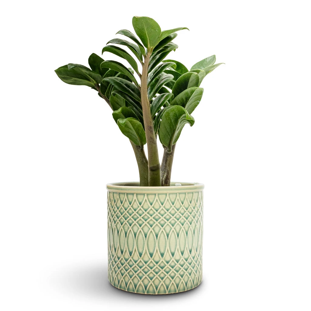 Morocco Plant Pot - Jade Green Celadon 3 Morocco Plant Pot - Jade Green Celadon - Image 3