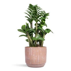 Cille Plant Pot - Vintage Pink -HORTOLOGY Plants Sale Zamioculcas zamiifolia Zenzi Zenzi ZZ Plant 14x45cm Cille Plant Pot Vintage Pink 17x15cm