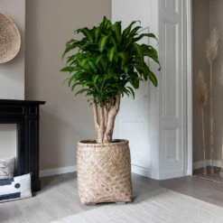 Zayn Natural Woven Bamboo with Cement Lining – Retro Footed Indoor and Outdoor Planter -HORTOLOGY Plants Sale Zayn Bamboo Planter Dracaena fragrans Massangeana Houseplant