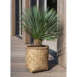 Zayn Natural Woven Bamboo with Cement Lining – Retro Footed Indoor and Outdoor Planter -HORTOLOGY Plants Sale Zayn Bamboo Planter Outdoor