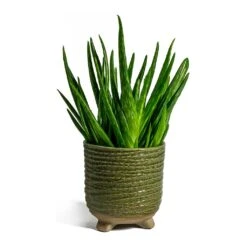 Aloe Vera Clumb -HORTOLOGY Plants Sale aloe vera clumb bekka Plant Pot mint