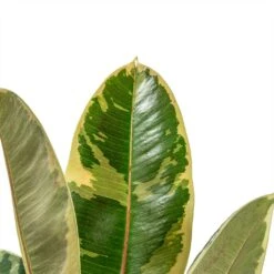 Ficus Elastica Tineke - Variegated Rubber Plant -HORTOLOGY Plants Sale ficus elastica tineke plant 17cm close up
