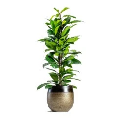 Ficus Cyathistipula - African Fig 11 Ficus Cyathistipula - African Fig -HORTOLOGY Plants Sale mya deep champagne plant pot Ficus cyathistipula African Fig 6734eb21 2b4c 4074 86b7 66f17006147e